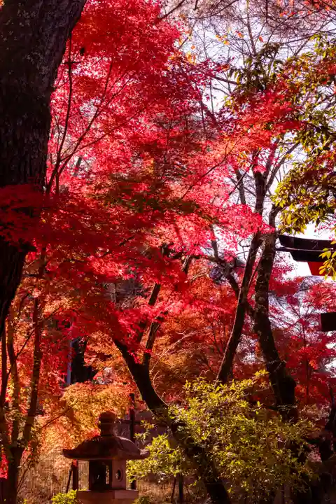 宇治上神社(京都府)