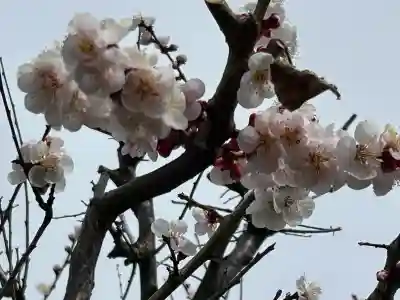 興善寺の{uncategorized: "未分類", other: "その他", undefined: "問題あり", building: "その他建物", grave: "お墓", sacred_gate: "鳥居", guardian: "狛犬", statue: "像", buddha: "仏像", history: "歴史", nature: "自然", garden: "庭園", animal: "動物", pagoda: "塔", temizu: "手水舎", mountain_gate: "山門・神門", sanctuary: "本殿・本堂", subordinate: "末社・摂社", art: "芸術", scenery: "景色", jizo: "地蔵", ema: "絵馬", goshuin: "御朱印", omikuji: "おみくじ", items: "授与品その他", amulet: "お守り", goshuincho: "御朱印帳", eats: "食事", festival: "お祭り", votive_dance: "神楽", shichigosan: "七五三参", wedding: "結婚式", experience: "体験その他", initially: "初詣", around: "周辺", anti_infection: "感染症対策"}
