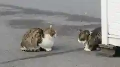 御誕生寺（猫寺）の動物