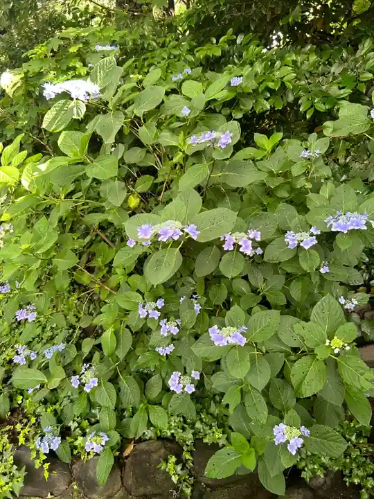 阿佐ヶ谷神明宮(東京都)
