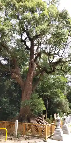 和泉國一之宮　大鳥大社の自然