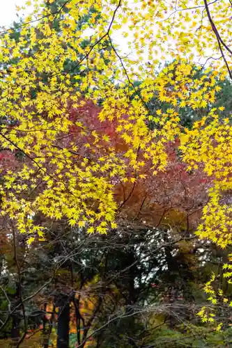 大矢田神社(岐阜県)