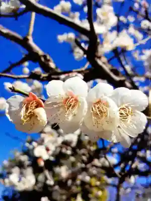 福蔵院(東京都)