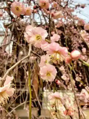 妙法寺(東京都)