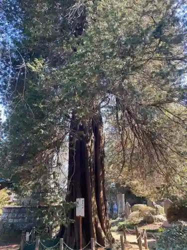 茂林寺の{uncategorized: "未分類", other: "その他", undefined: "問題あり", building: "その他建物", grave: "お墓", sacred_gate: "鳥居", guardian: "狛犬", statue: "像", buddha: "仏像", history: "歴史", nature: "自然", garden: "庭園", animal: "動物", pagoda: "塔", temizu: "手水舎", mountain_gate: "山門・神門", sanctuary: "本殿・本堂", subordinate: "末社・摂社", art: "芸術", scenery: "景色", jizo: "地蔵", ema: "絵馬", goshuin: "御朱印", omikuji: "おみくじ", items: "授与品その他", amulet: "お守り", goshuincho: "御朱印帳", eats: "食事", festival: "お祭り", votive_dance: "神楽", shichigosan: "七五三参", wedding: "結婚式", experience: "体験その他", initially: "初詣", around: "周辺", anti_infection: "感染症対策"}