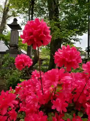 妙法寺(東京都)