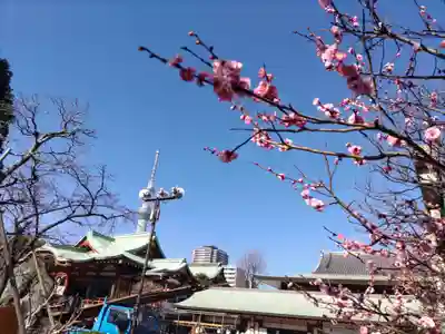 亀戸天神社(東京都)