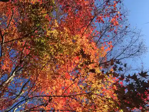 霊鑑寺門跡の自然