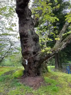 諏訪神社の自然