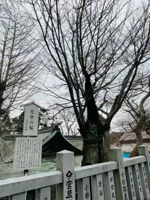 函館八幡宮の{uncategorized: "未分類", other: "その他", undefined: "問題あり", building: "その他建物", grave: "お墓", sacred_gate: "鳥居", guardian: "狛犬", statue: "像", buddha: "仏像", history: "歴史", nature: "自然", garden: "庭園", animal: "動物", pagoda: "塔", temizu: "手水舎", mountain_gate: "山門・神門", sanctuary: "本殿・本堂", subordinate: "末社・摂社", art: "芸術", scenery: "景色", jizo: "地蔵", ema: "絵馬", goshuin: "御朱印", omikuji: "おみくじ", items: "授与品その他", amulet: "お守り", goshuincho: "御朱印帳", eats: "食事", festival: "お祭り", votive_dance: "神楽", shichigosan: "七五三参", wedding: "結婚式", experience: "体験その他", initially: "初詣", around: "周辺", anti_infection: "感染症対策"}