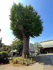 泉福寺の自然