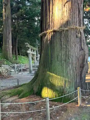 大洲七椙神社(長野県)