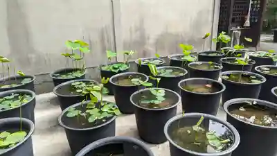 行願寺（革堂）(京都府)