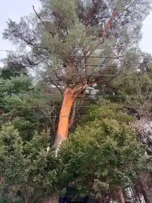 古峠の庚申塚（塔）の{uncategorized: "未分類", other: "その他", undefined: "問題あり", building: "その他建物", grave: "お墓", sacred_gate: "鳥居", guardian: "狛犬", statue: "像", buddha: "仏像", history: "歴史", nature: "自然", garden: "庭園", animal: "動物", pagoda: "塔", temizu: "手水舎", mountain_gate: "山門・神門", sanctuary: "本殿・本堂", subordinate: "末社・摂社", art: "芸術", scenery: "景色", jizo: "地蔵", ema: "絵馬", goshuin: "御朱印", omikuji: "おみくじ", items: "授与品その他", amulet: "お守り", goshuincho: "御朱印帳", eats: "食事", festival: "お祭り", votive_dance: "神楽", shichigosan: "七五三参", wedding: "結婚式", experience: "体験その他", initially: "初詣", around: "周辺", anti_infection: "感染症対策"}