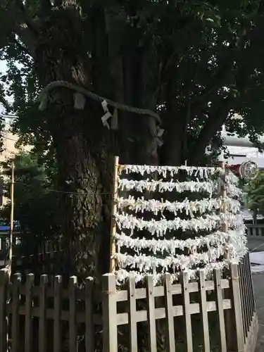 天祖神社のおみくじ