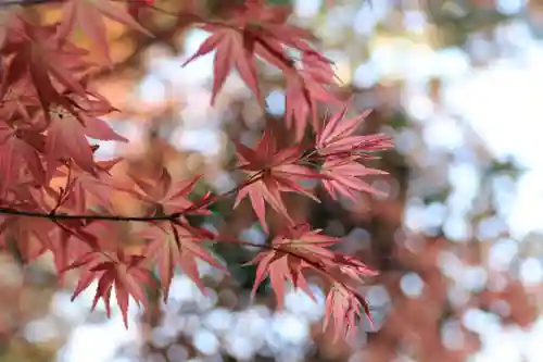 滑川神社 - 仕事と子どもの守り神の自然