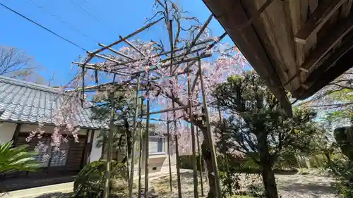西教寺(滋賀県)