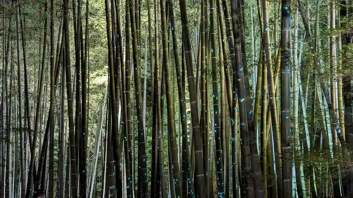 高台寺(高台寿聖禅寺・高臺寺)(京都府)