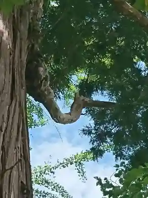 加賀神明宮の自然