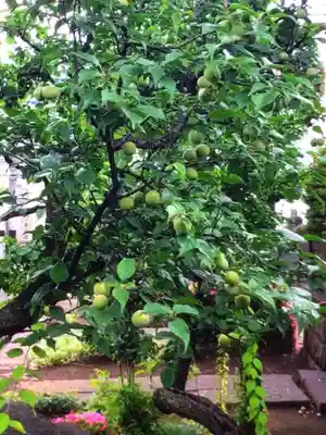 瑞円寺(東京都)