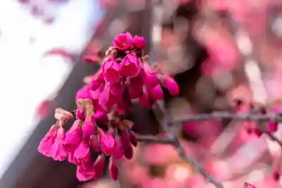 宮地嶽神社(福岡県)