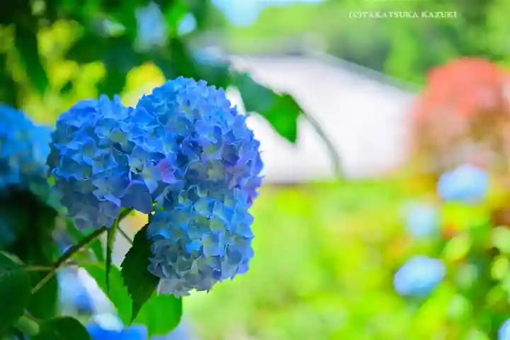 明月院(神奈川県)