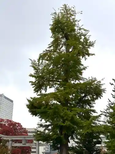 福井神社の自然