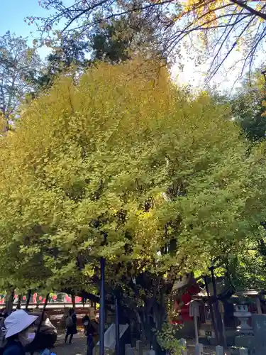 秩父神社の自然