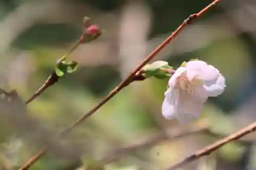 阿久津「田村神社」（郡山市阿久津町）旧社名：伊豆箱根三嶋三社の自然