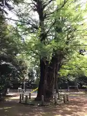 赤坂氷川神社(東京都)