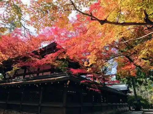 御霊神社（上御霊神社）の自然