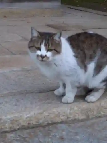 倶梨迦羅神社の動物