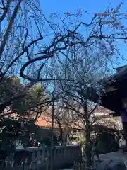 牛天神北野神社の自然