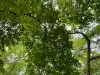 千歳神社の自然