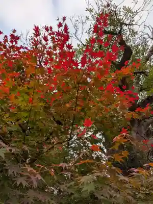 妙法寺(東京都)