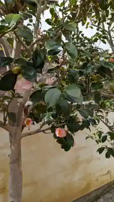 大松禅寺(京都府)