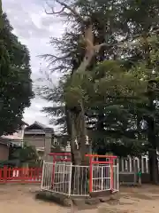 荒井神社の自然