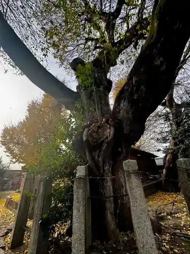 宇賀神社(京都府)