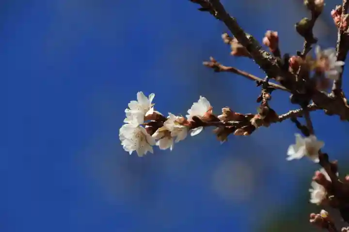鹿島大神宮の自然
