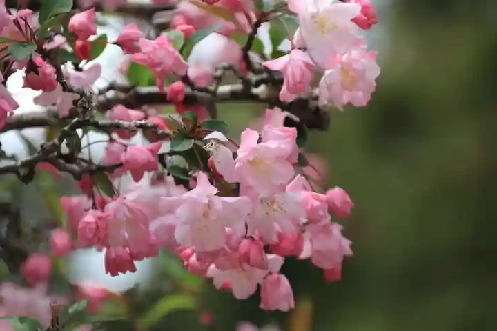 鹿島大神宮の自然