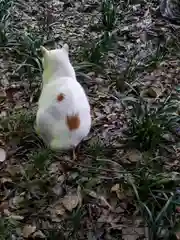 賀茂御祖神社（下鴨神社）の動物