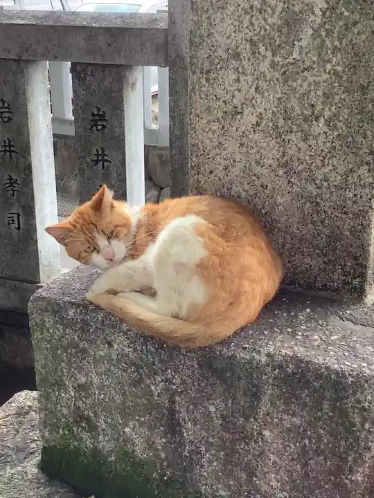 御井神社の動物