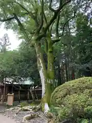 多田神社の自然