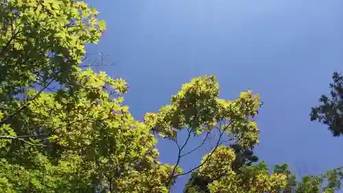 光明寺（粟生光明寺）の自然