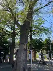 札幌諏訪神社の自然