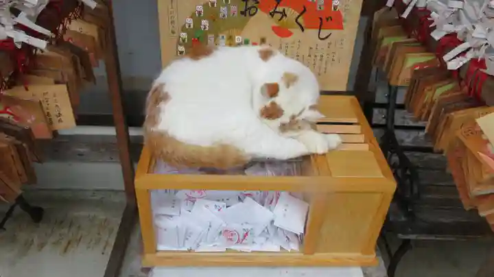 御誕生寺(猫寺)の動物
