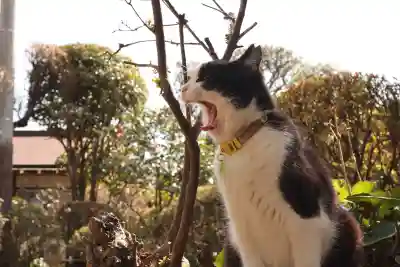 前玉神社の{uncategorized: "未分類", other: "その他", undefined: "問題あり", building: "その他建物", grave: "お墓", sacred_gate: "鳥居", guardian: "狛犬", statue: "像", buddha: "仏像", history: "歴史", nature: "自然", garden: "庭園", animal: "動物", pagoda: "塔", temizu: "手水舎", mountain_gate: "山門・神門", sanctuary: "本殿・本堂", subordinate: "末社・摂社", art: "芸術", scenery: "景色", jizo: "地蔵", ema: "絵馬", goshuin: "御朱印", omikuji: "おみくじ", items: "授与品その他", amulet: "お守り", goshuincho: "御朱印帳", eats: "食事", festival: "お祭り", votive_dance: "神楽", shichigosan: "七五三参", wedding: "結婚式", experience: "体験その他", initially: "初詣", around: "周辺", anti_infection: "感染症対策"}