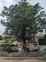 白山神社の自然