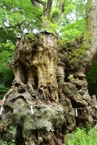 來宮神社(静岡県)