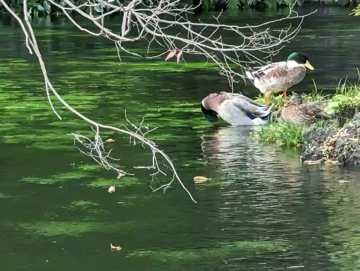 富士山本宮浅間大社(静岡県)